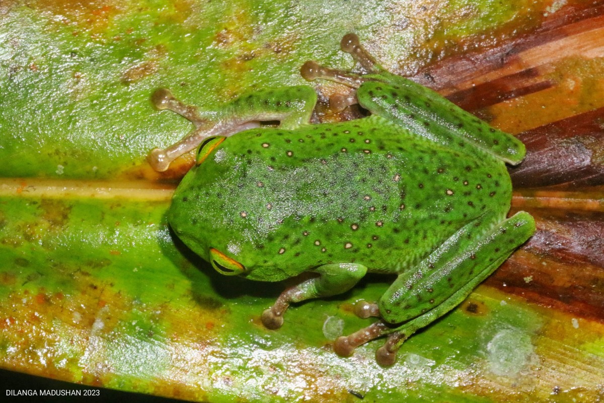 Pseudophilautus stellatus Kelaart,1853